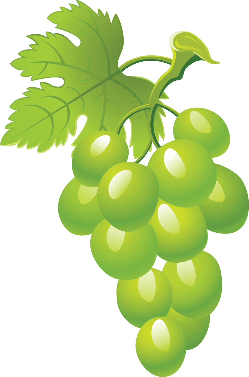 Vine grapes clipart vector