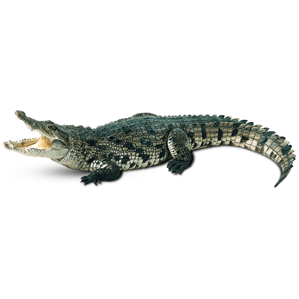 Crocodile alligators images hd photo clipart