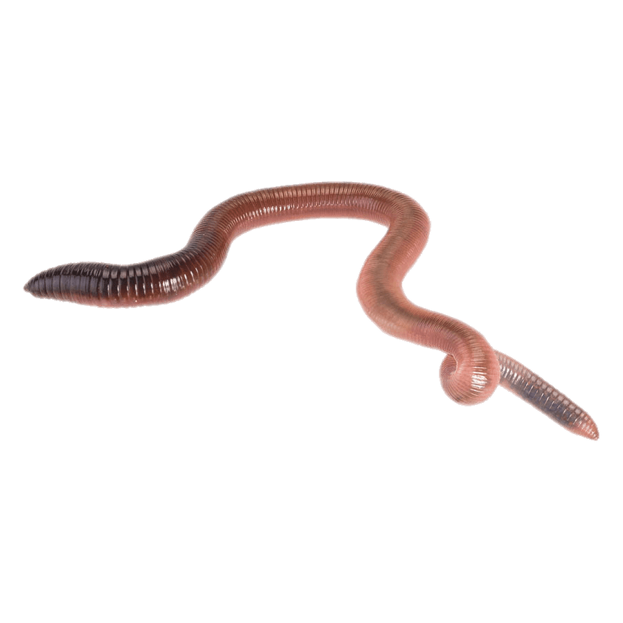 Earth worm images hd photo clipart 4