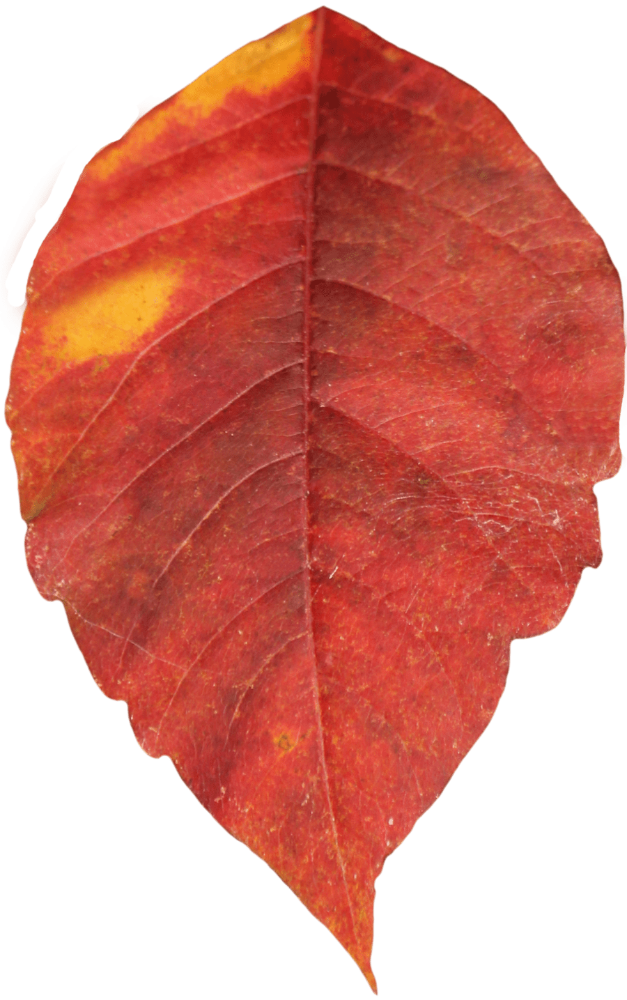 Autumn leaf leaves clipart clip art 2