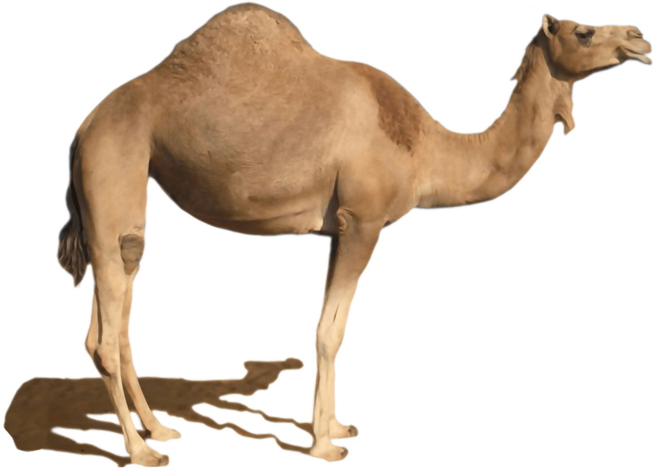 Desert camel stand clipart image