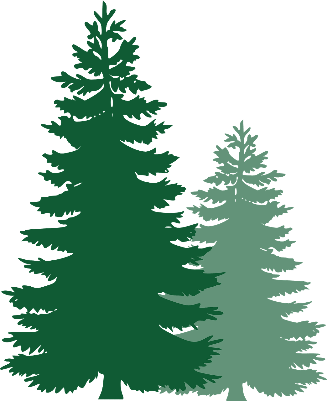 Christmas tree png pine trees spruce evergreen vector graphic clipart