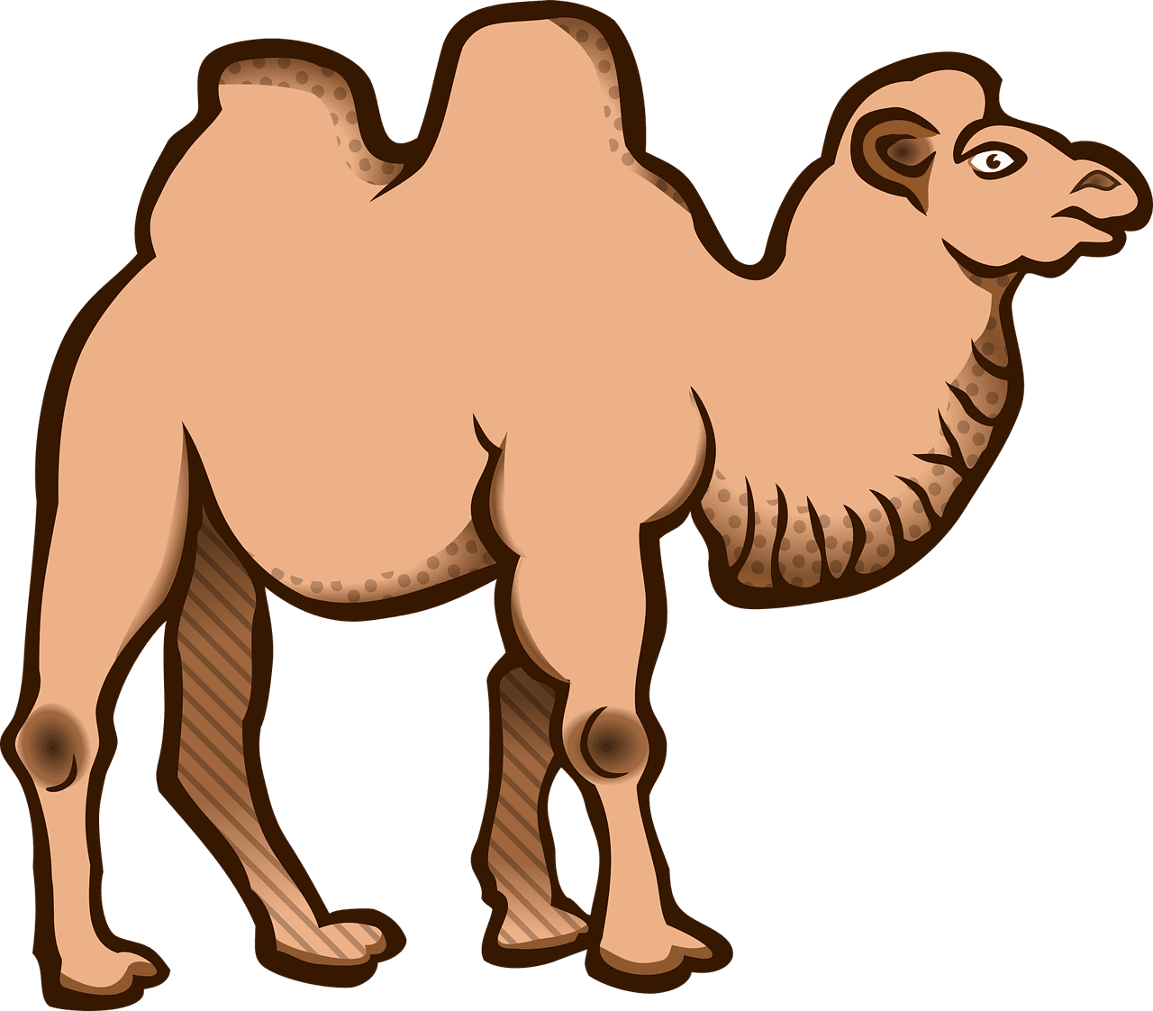 Camel animal animals nature vector graphic clipart