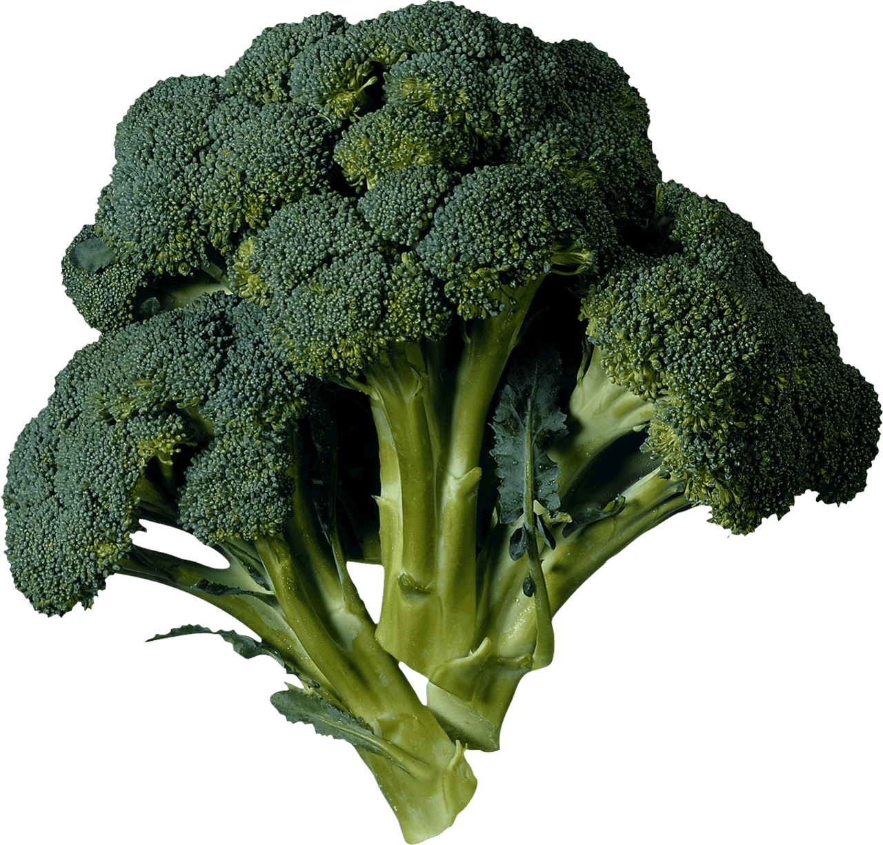 Broccoli image size clipart 6