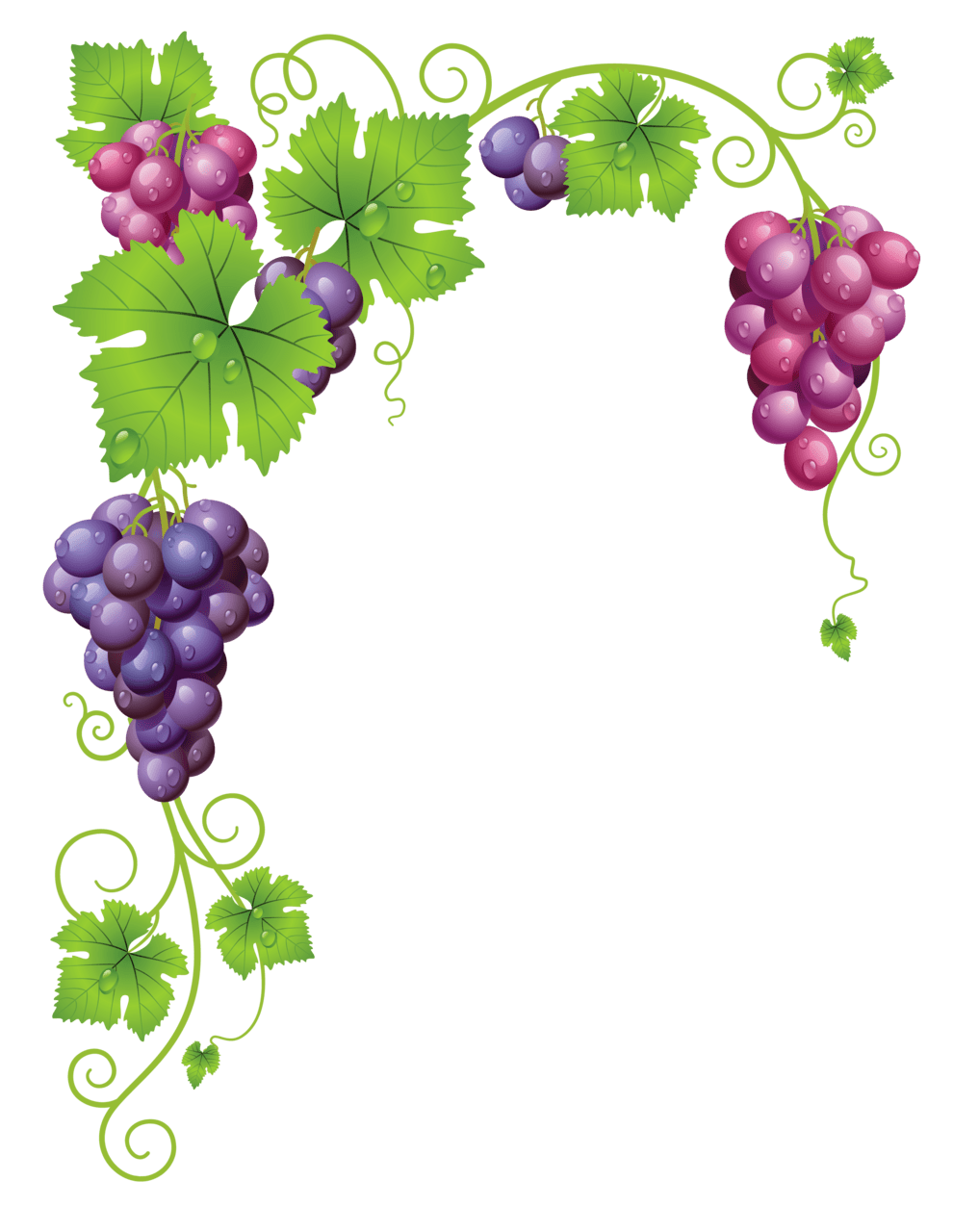 Vine pin page clipart transparent