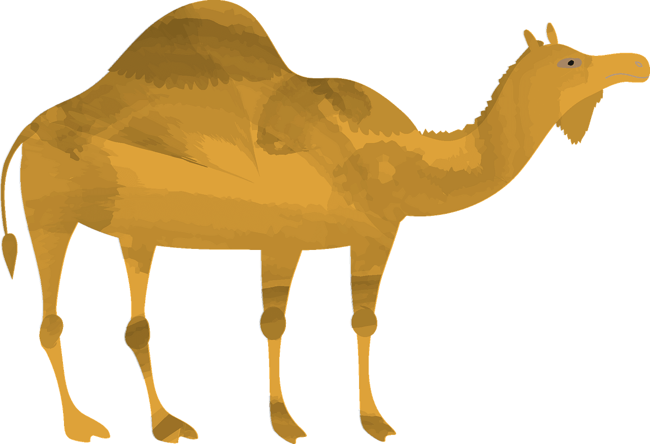 Camel vector clipart images 6