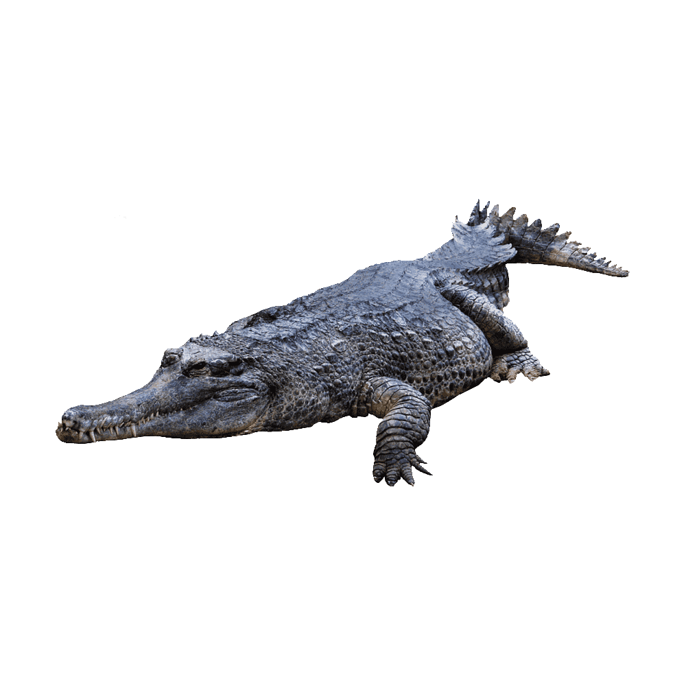 Crocodile gharial images hd photo clipart