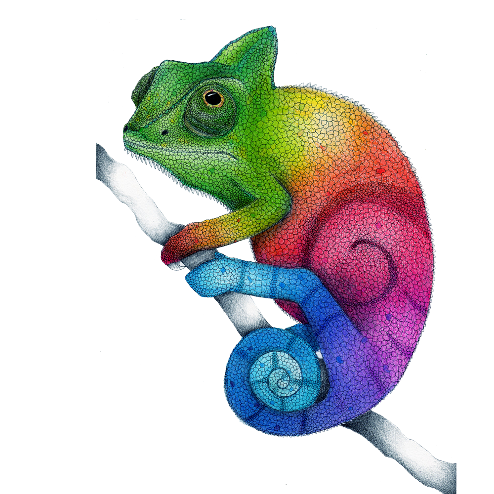 Lizard colorful chameleon images hd photo clipart 2