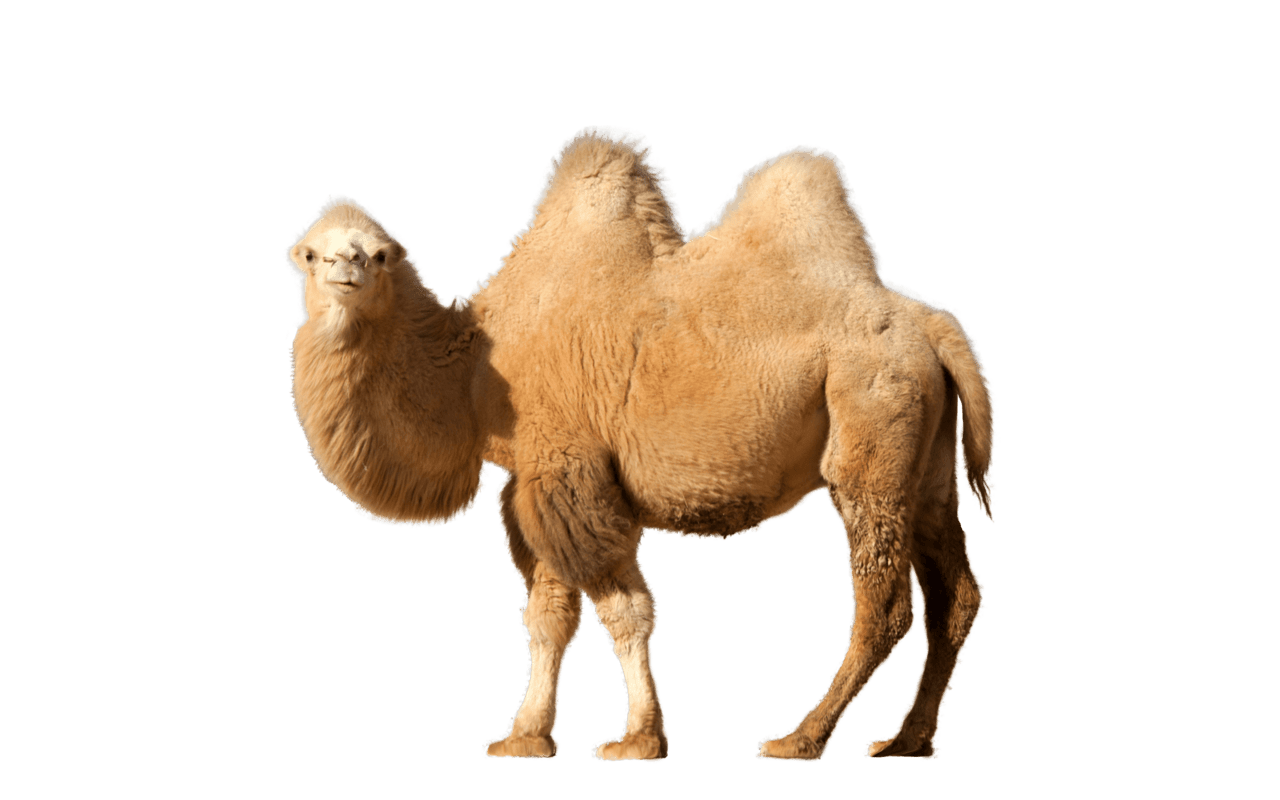 Camel single clipart background