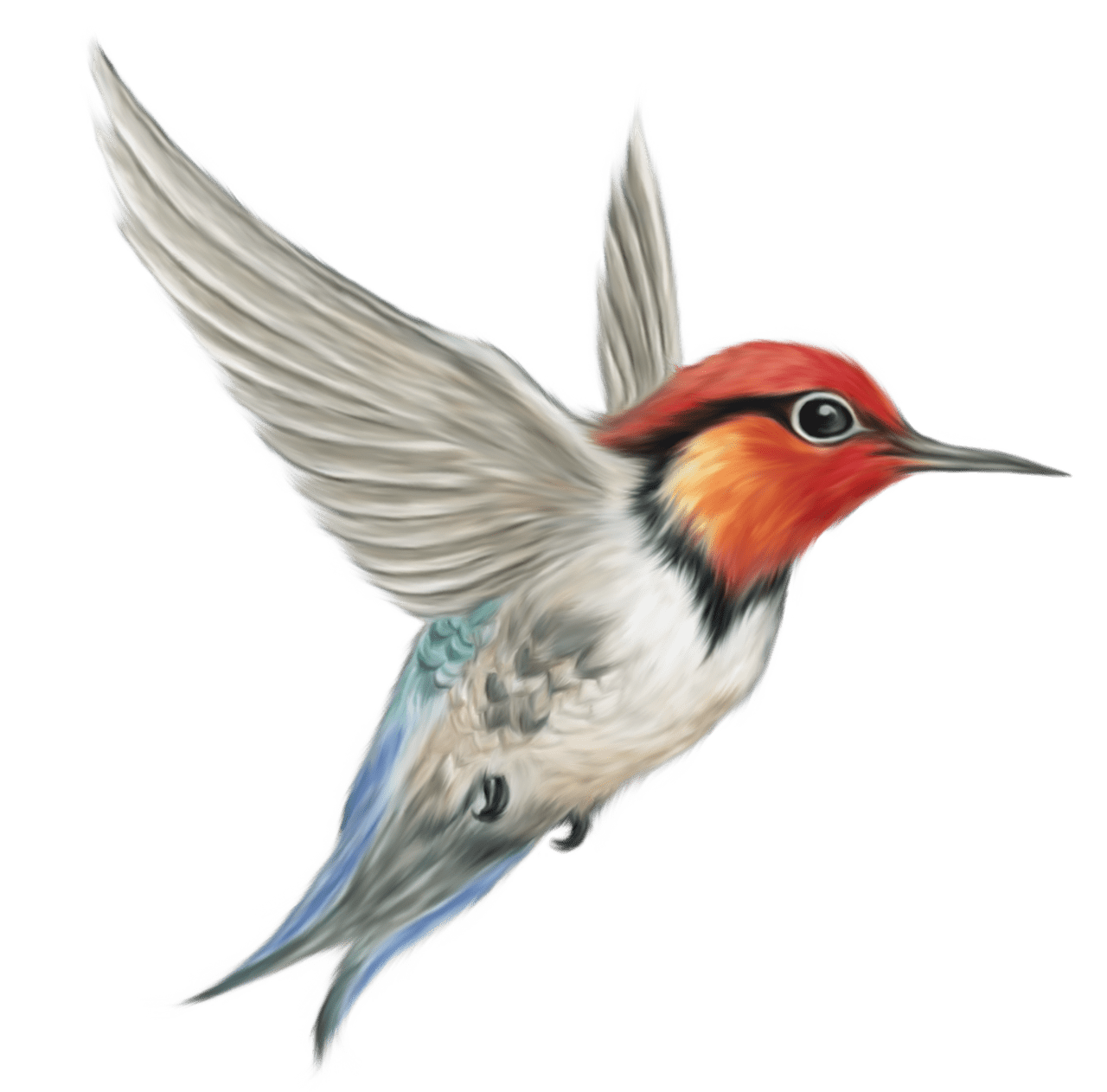 Hummingbird humming bird clipart picture