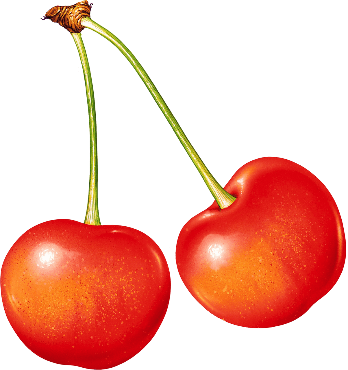 Fruits cherries clipart free