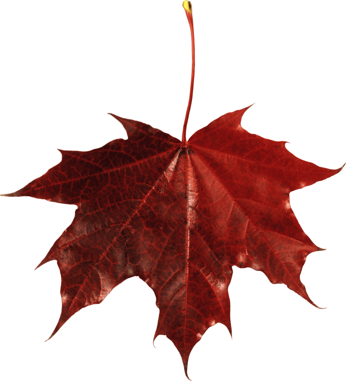 Autumn leaf clipart picture 2