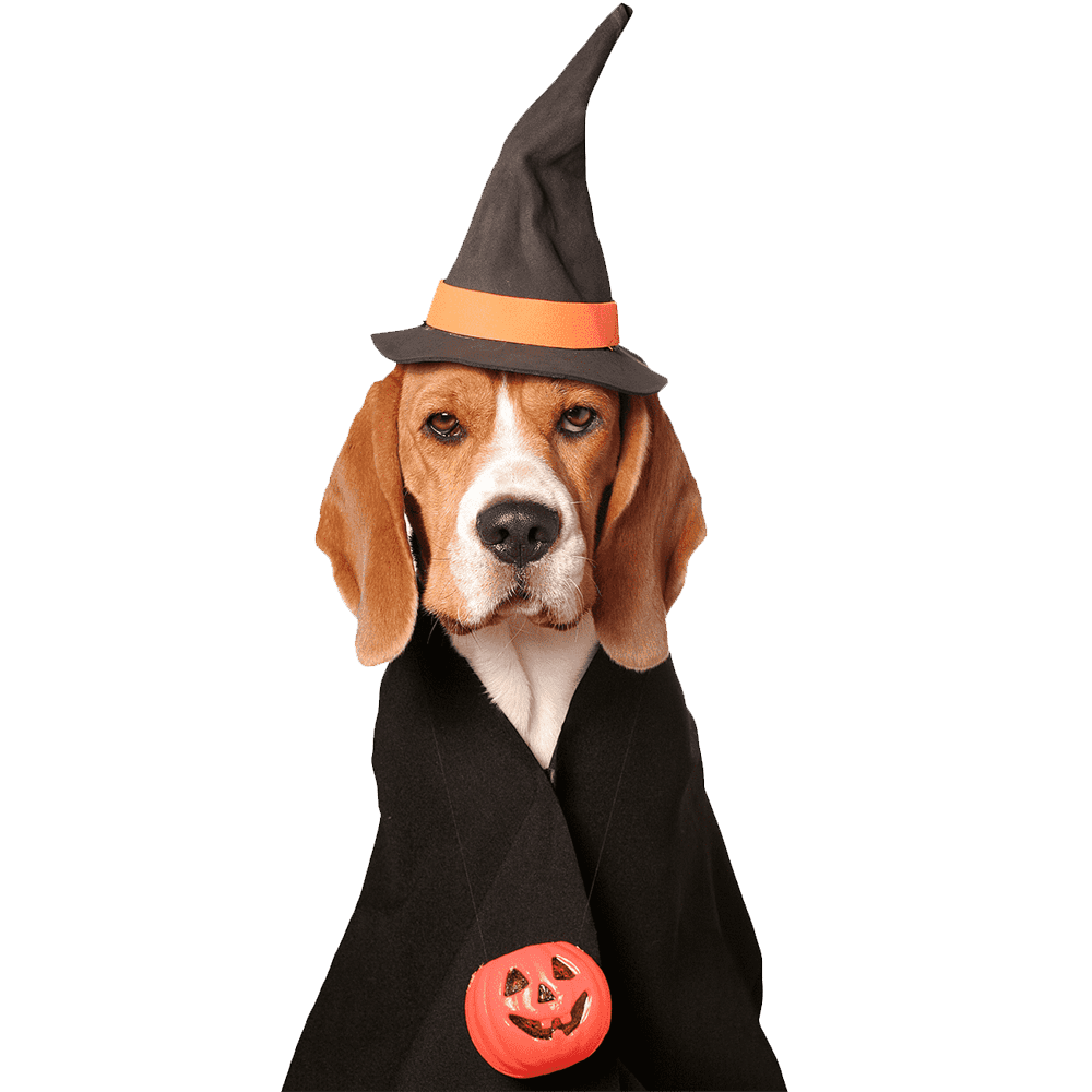 Witch hat halloween dog images hd photo clipart