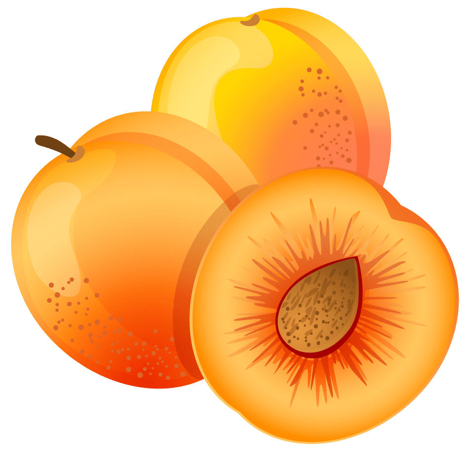 Fruits large painted apricot clipart logo