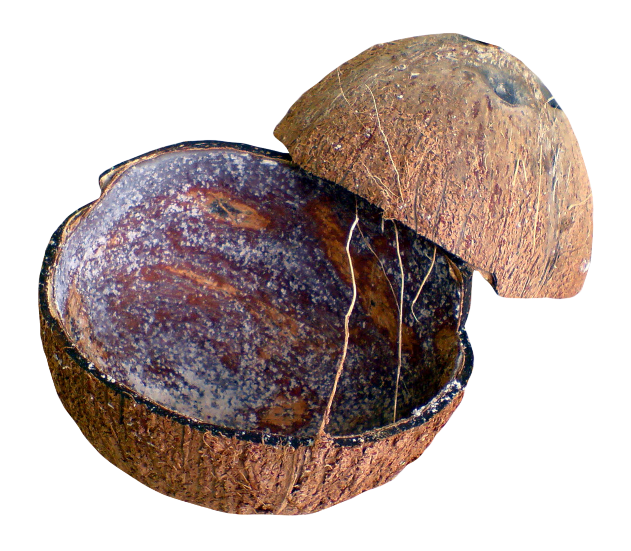 Coconut shell clipart image