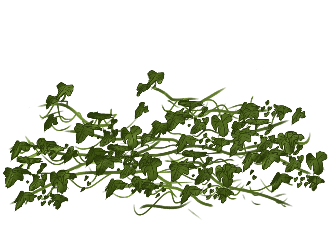 Vine ivy clipart vector