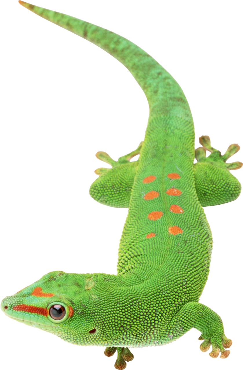 Lizard image size clipart