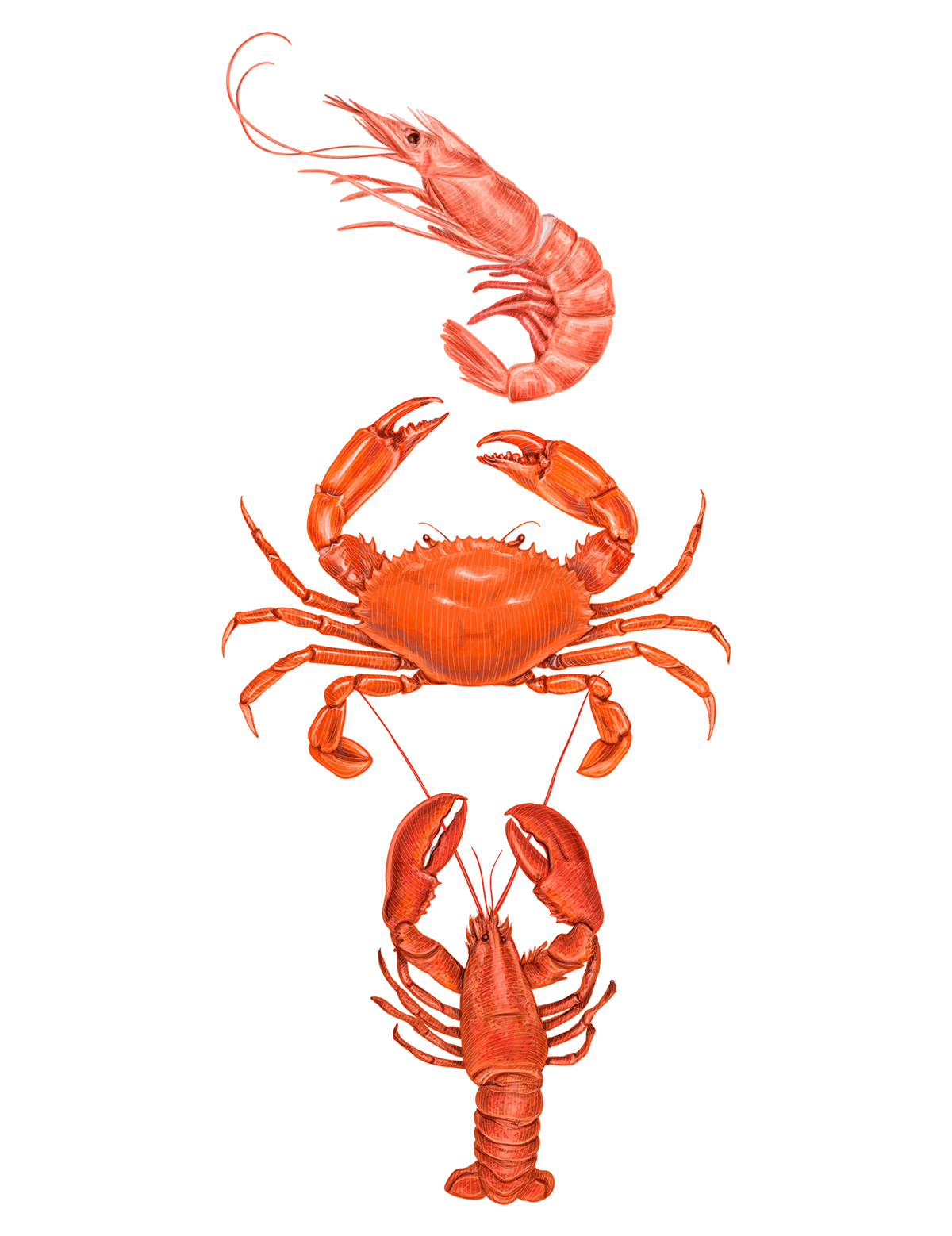Lobster sjdn clipart image