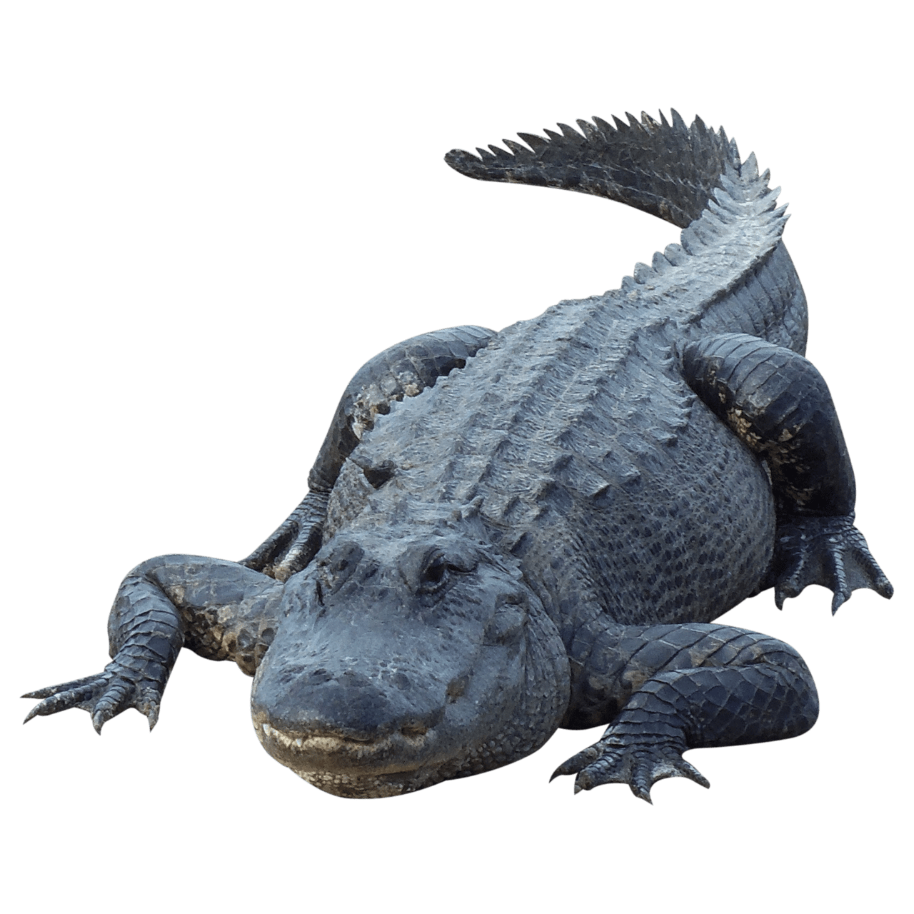 Crocodile pin page clipart logo
