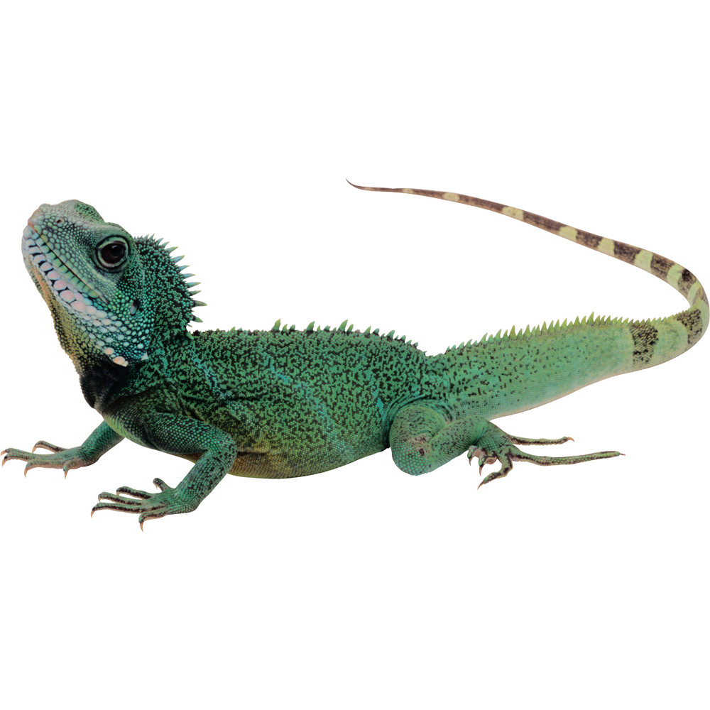 Lizard green gecko images hd photo clipart 2