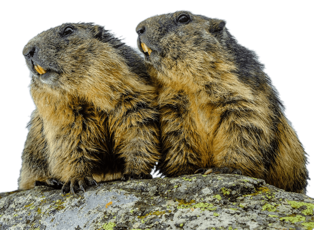 Couple of groundhog clipart logo