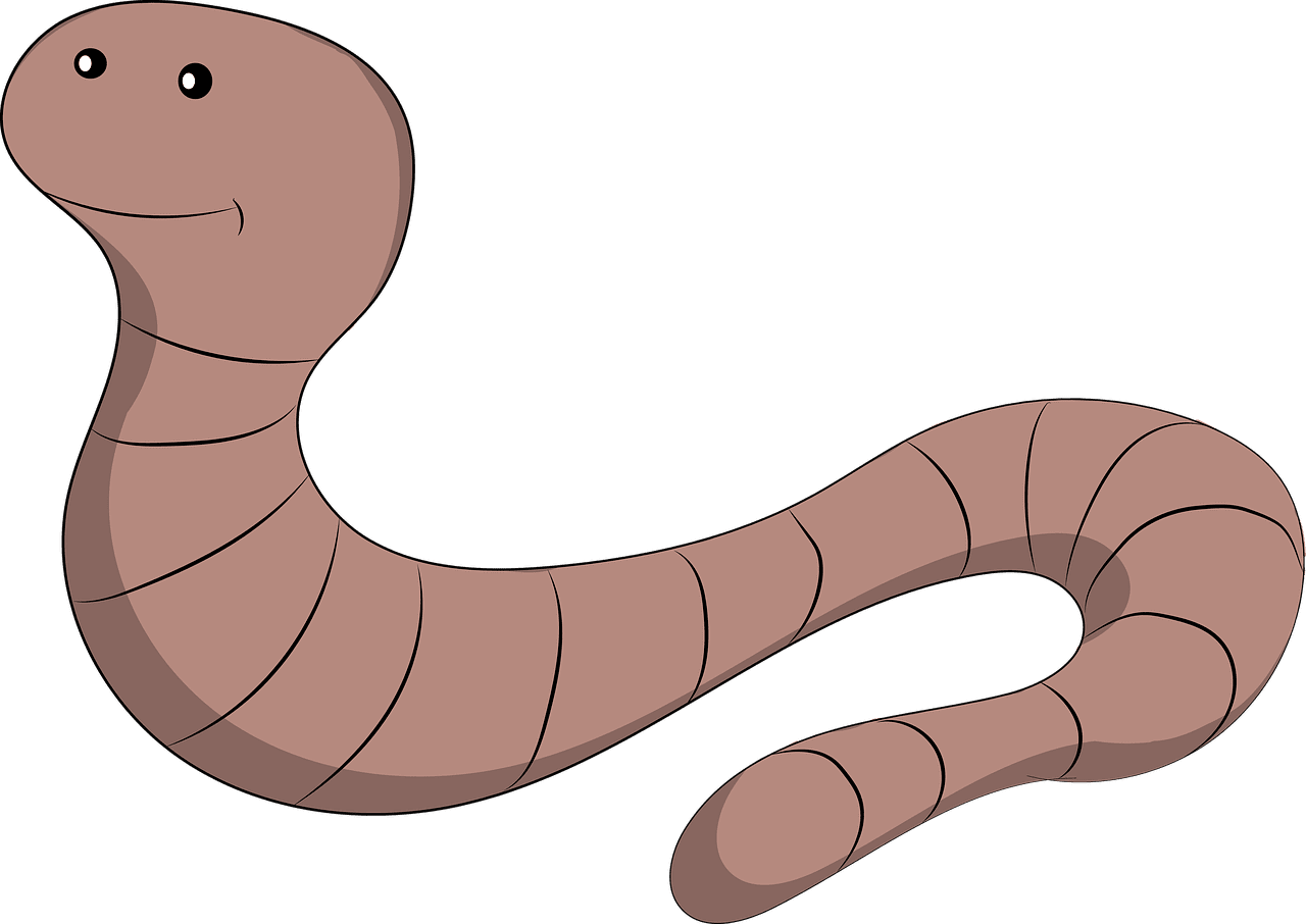 Worm life cycle clipart picture