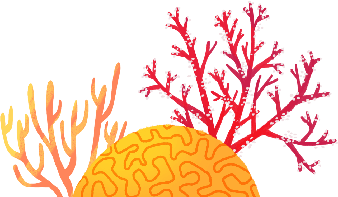 Coral images clipart 2