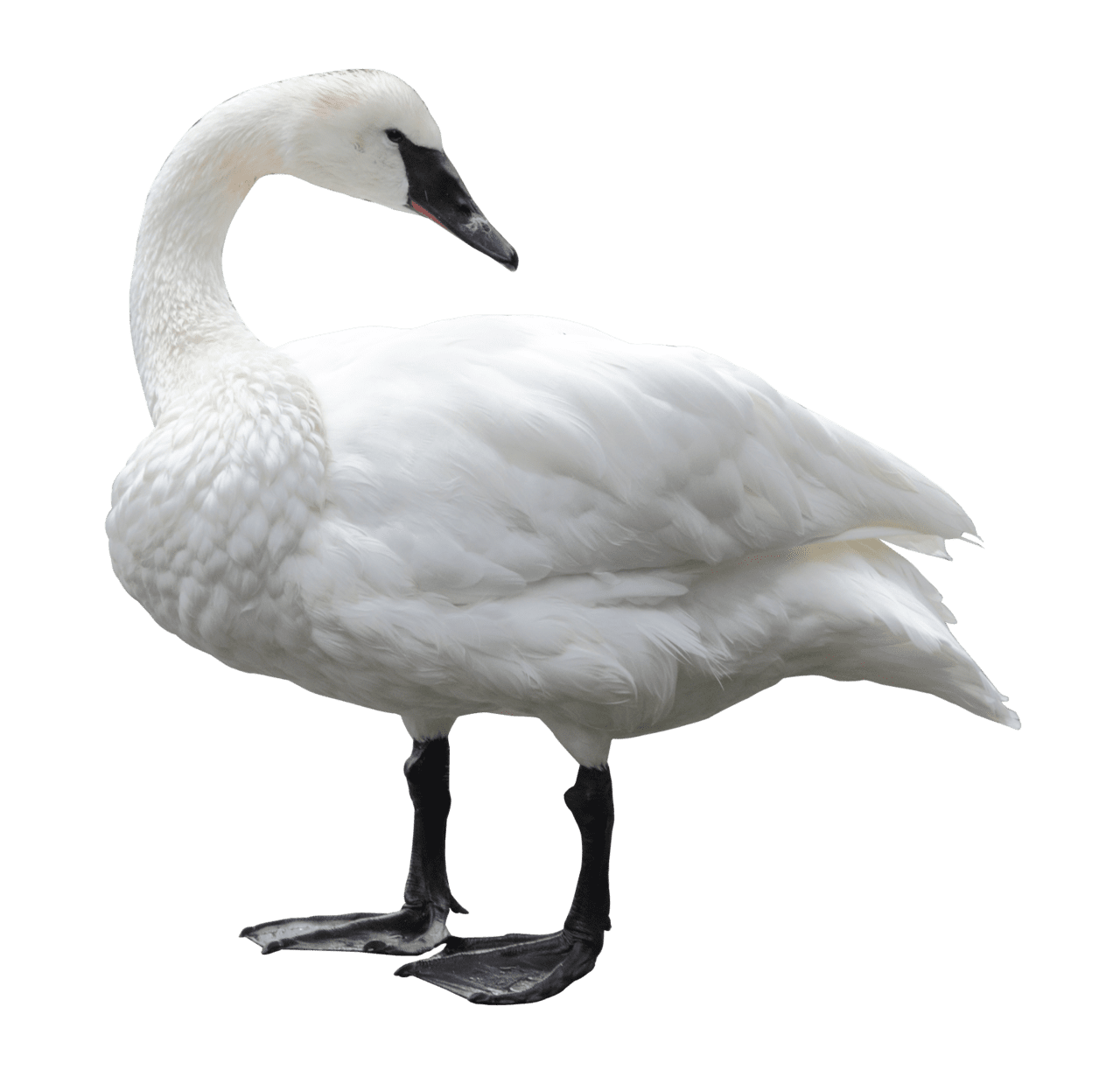 Goose swan white clipart clip art