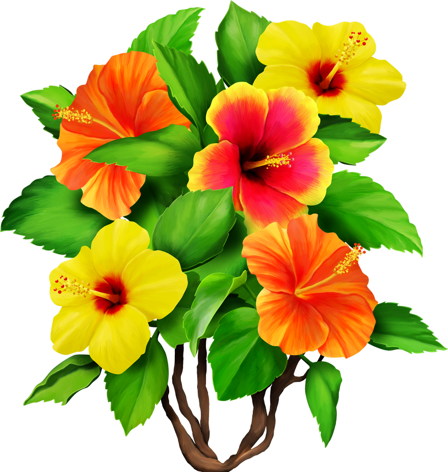 Hawaii scrap tropic clipart transparent