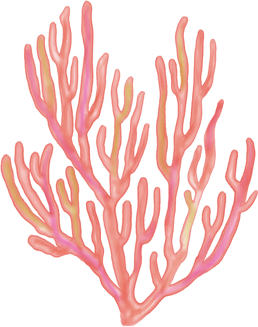 Vibrant sea fan coral clipart transparent