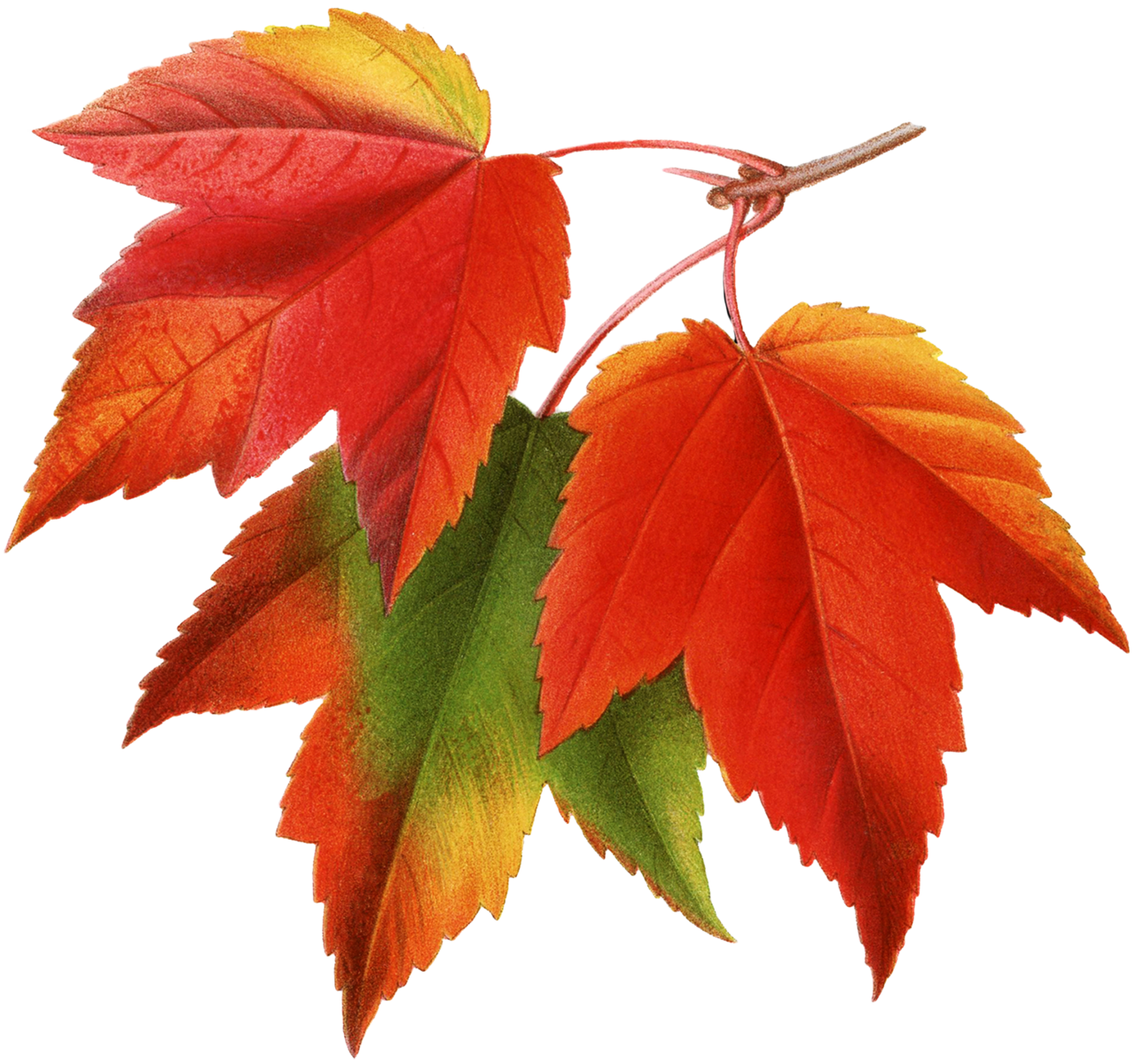 Autumn leaf pin page clipart transparent 2