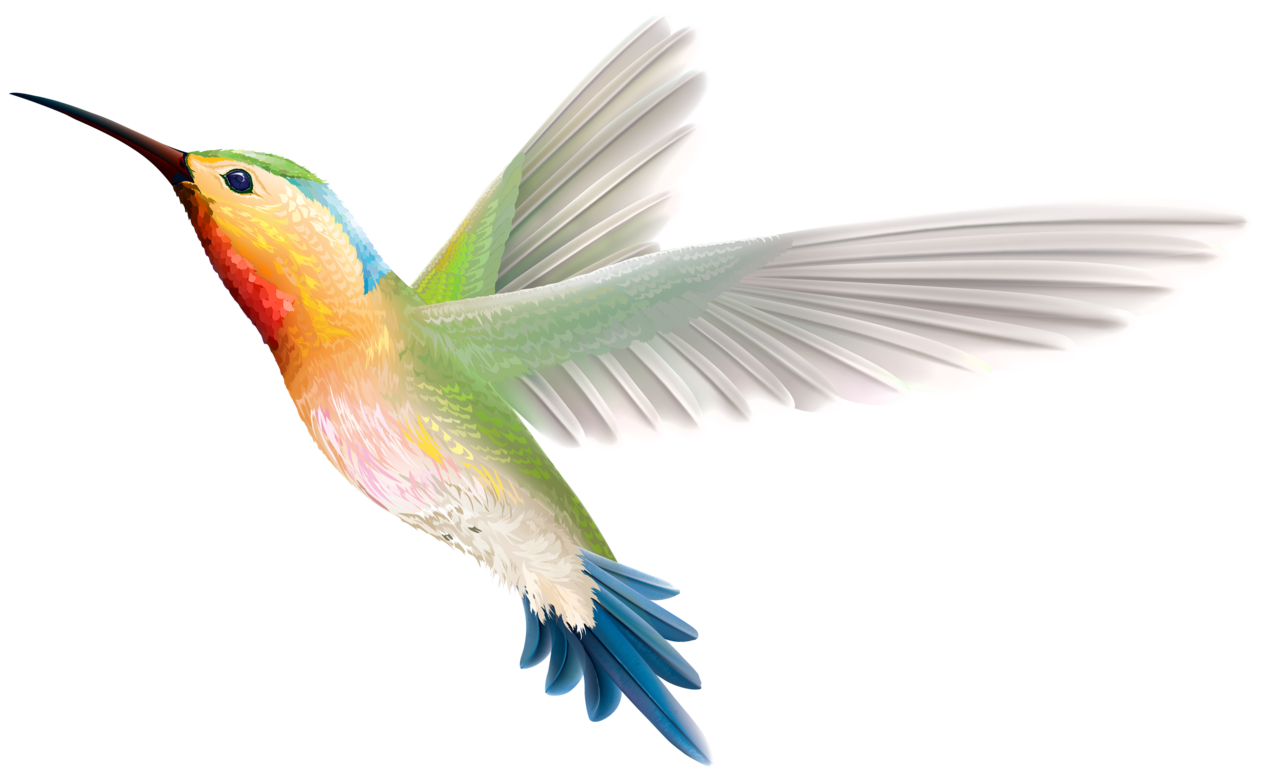 Hummingbird clipart image 2