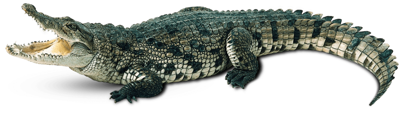 Crocodile clipart background