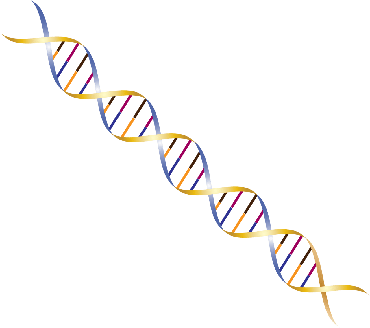 Dna vector clipart images 6