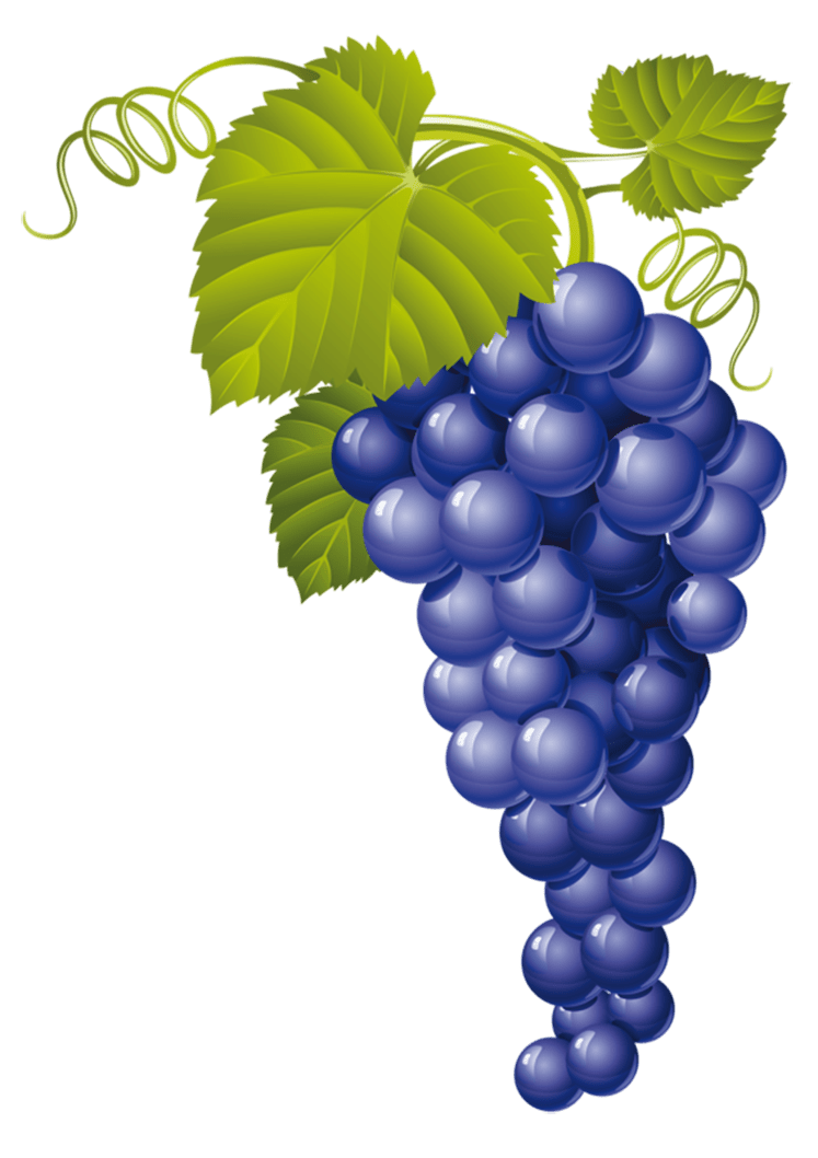 Grape pin page clipart vector