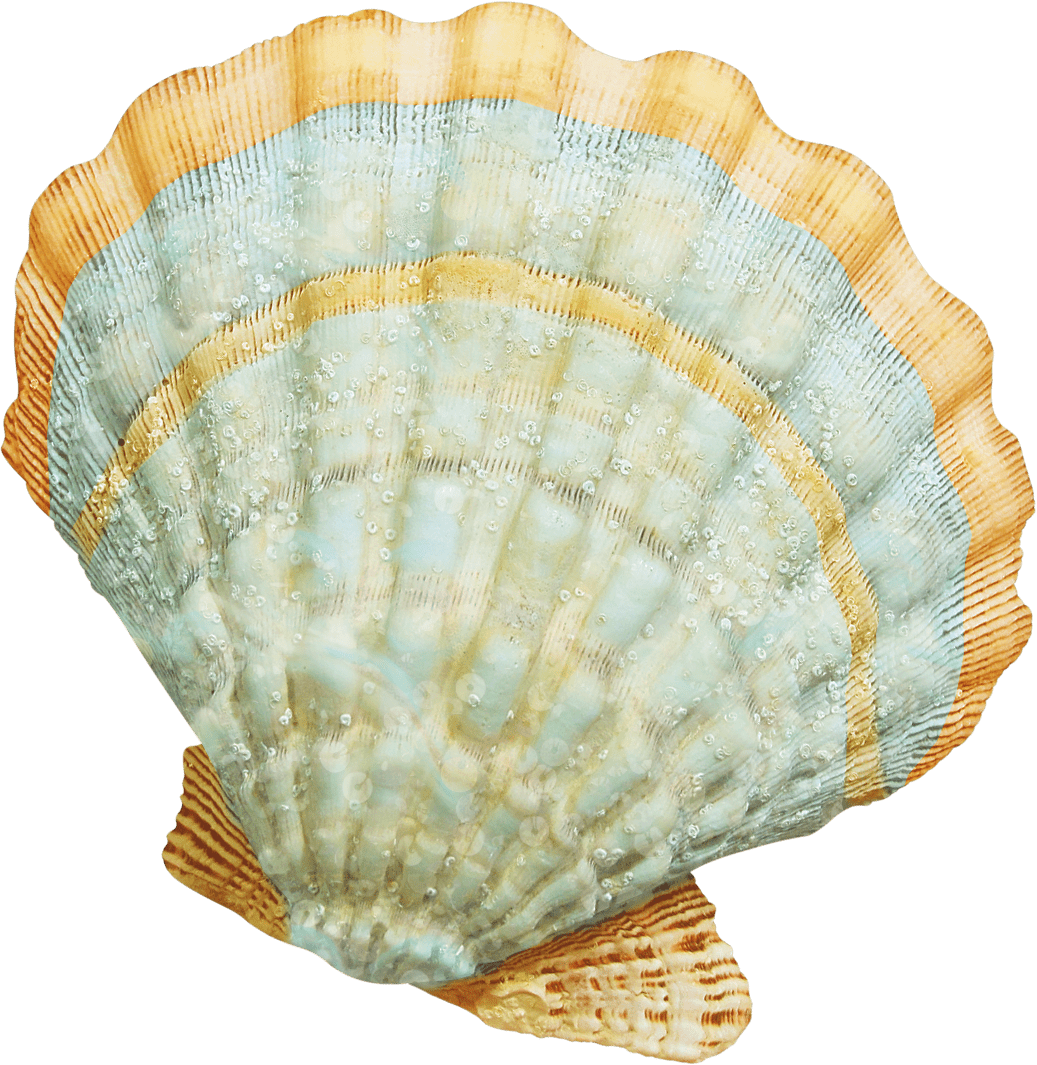 Shell pin page clipart free 2