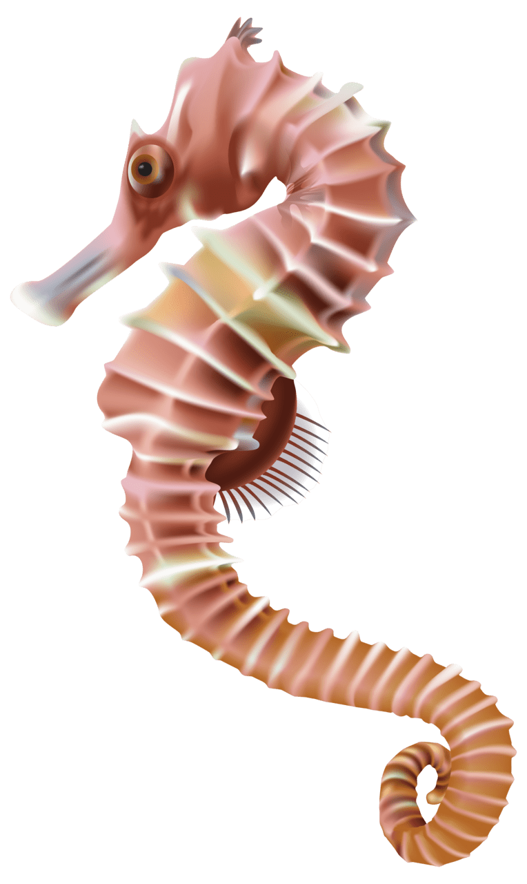 Seahorse clipart image high quality images and