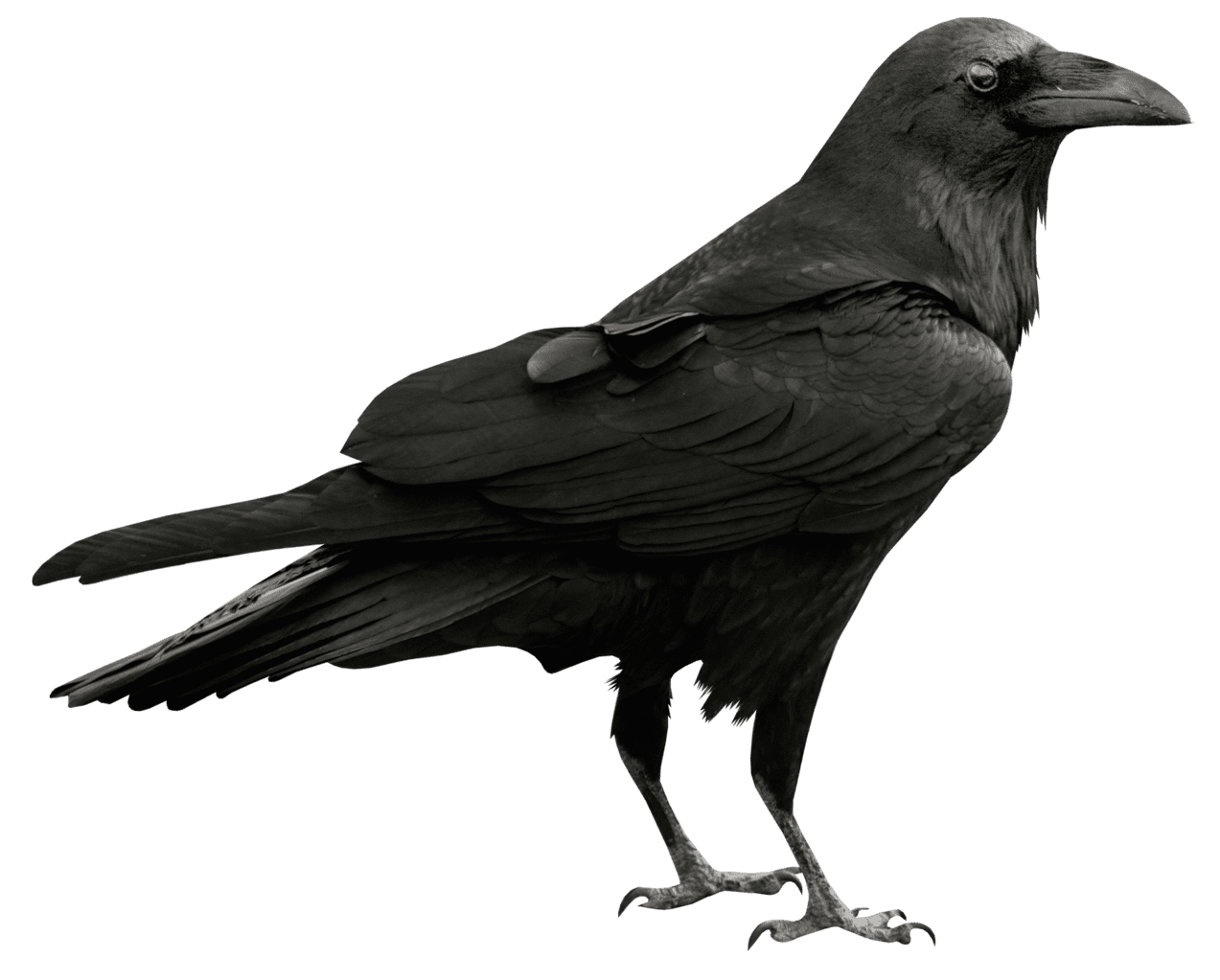 Crow clipart transparent