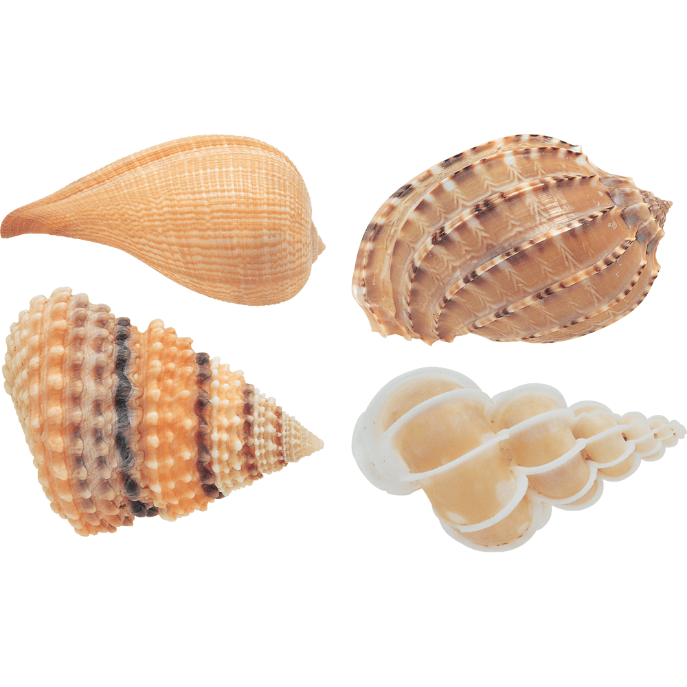 Seashells shells images hd photo clipart