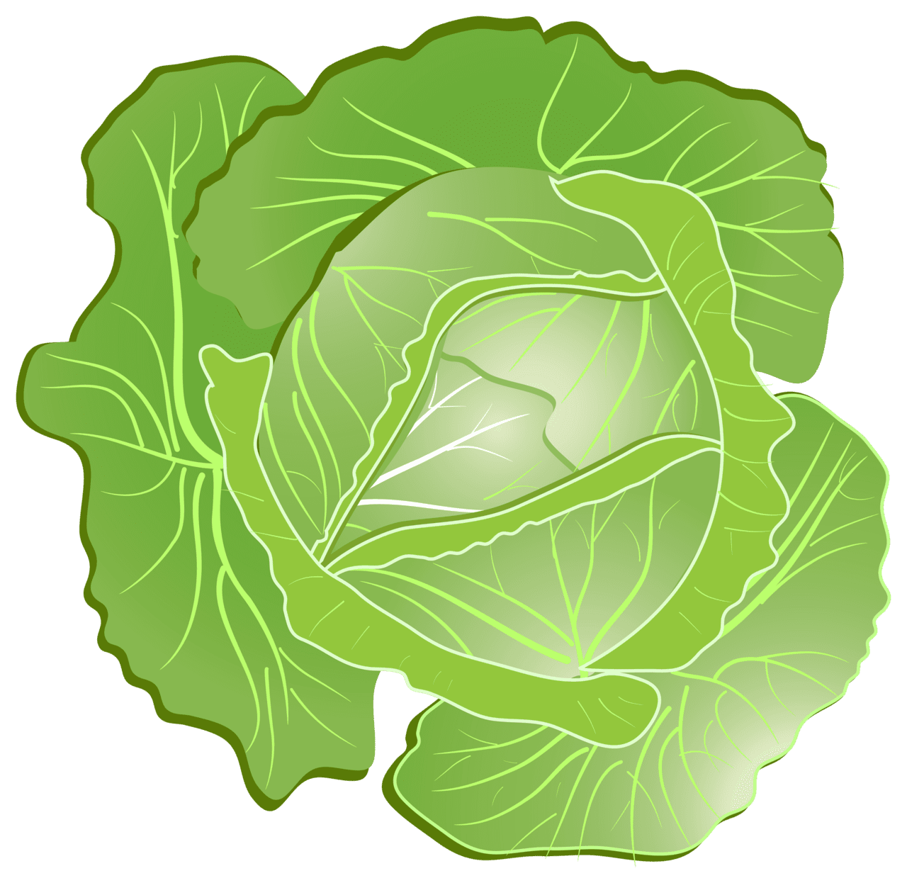 Veggie cabbage clipart picture