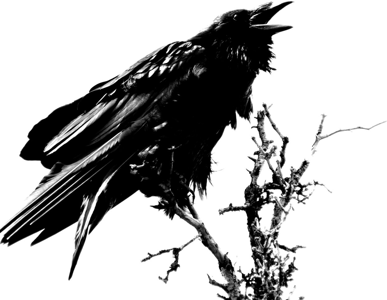 Crow raven images clipart