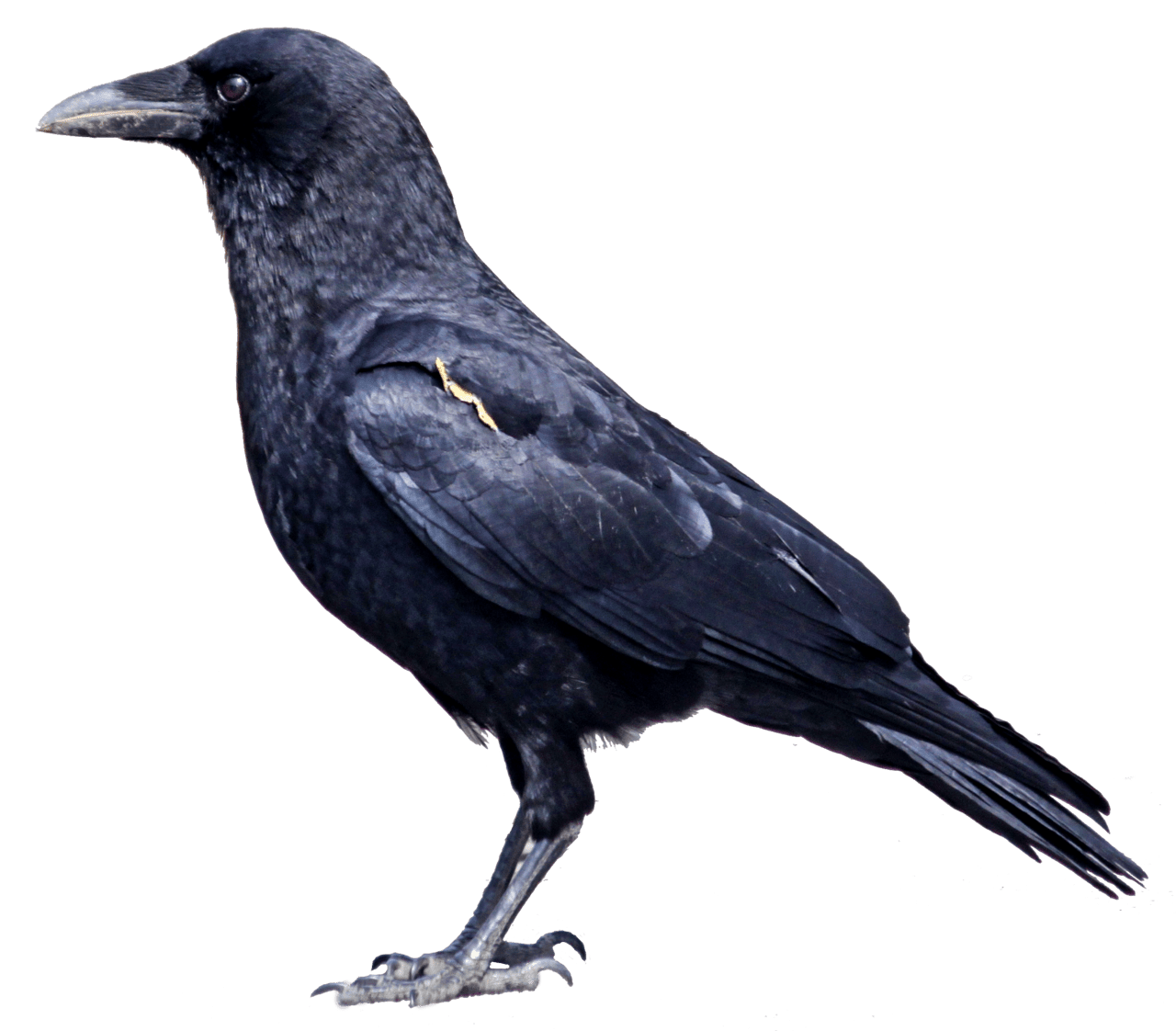 Frequently asked questions about crow clipart background