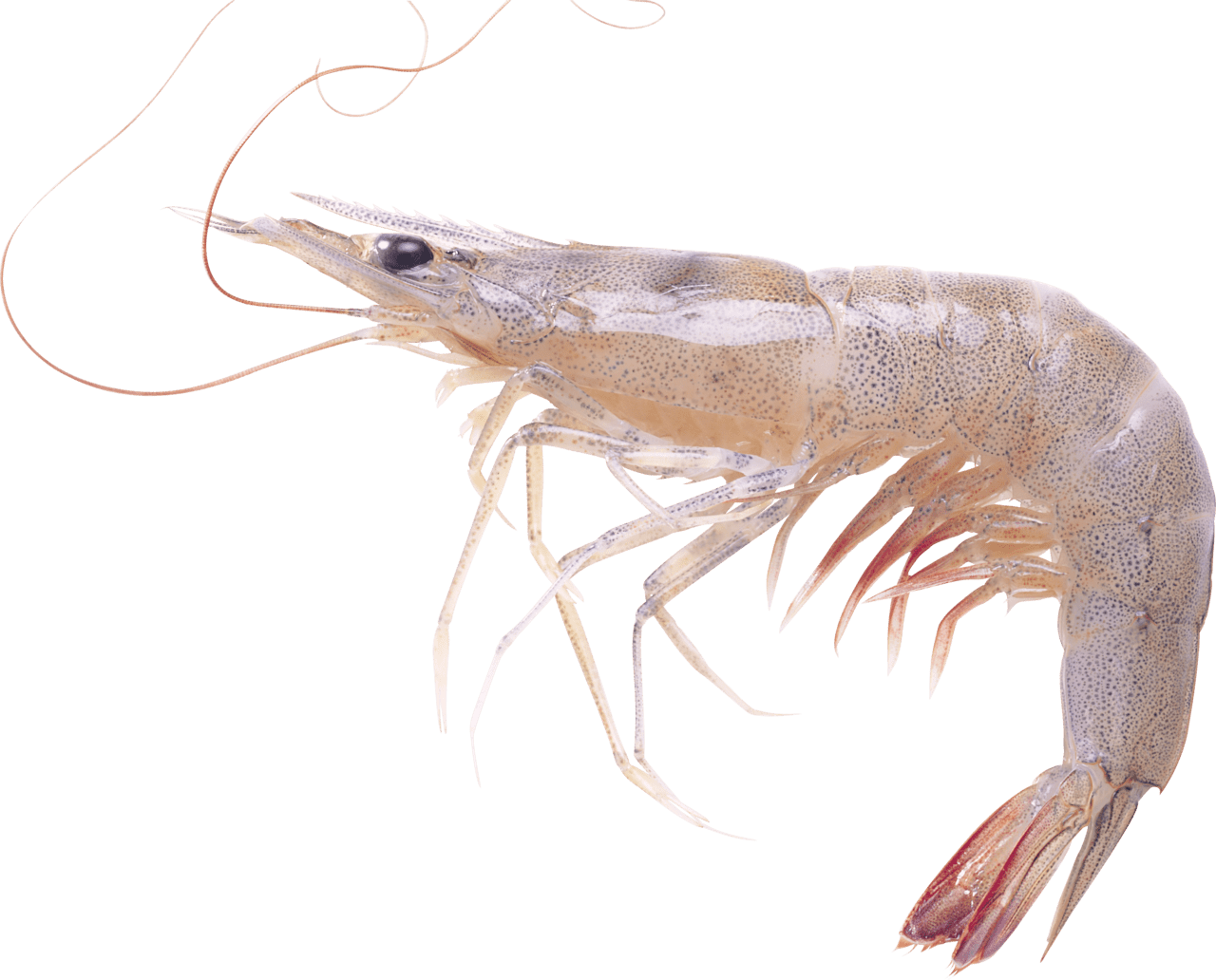 Shrimp clipart pictures background