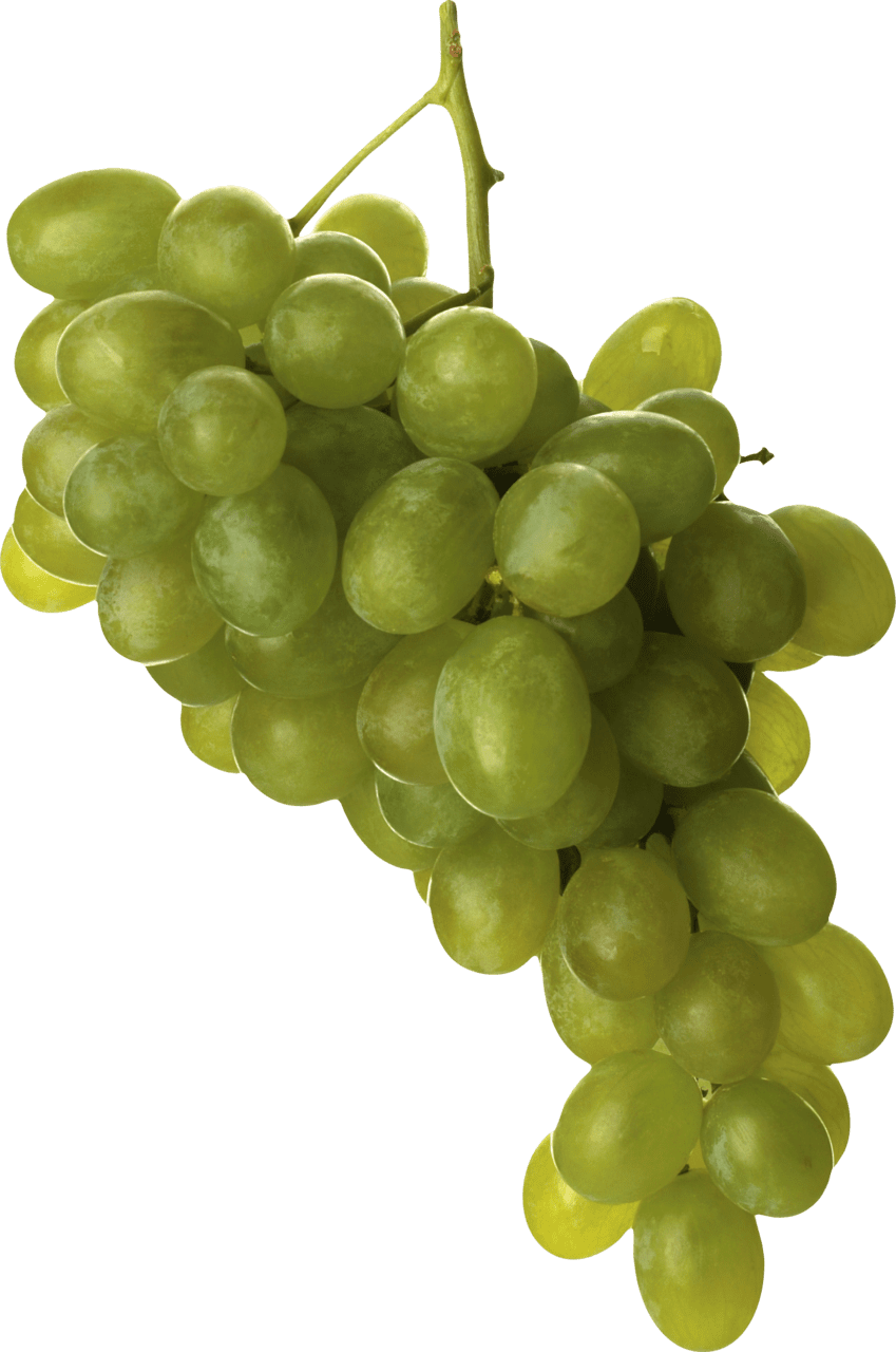 Grape clipart image 2