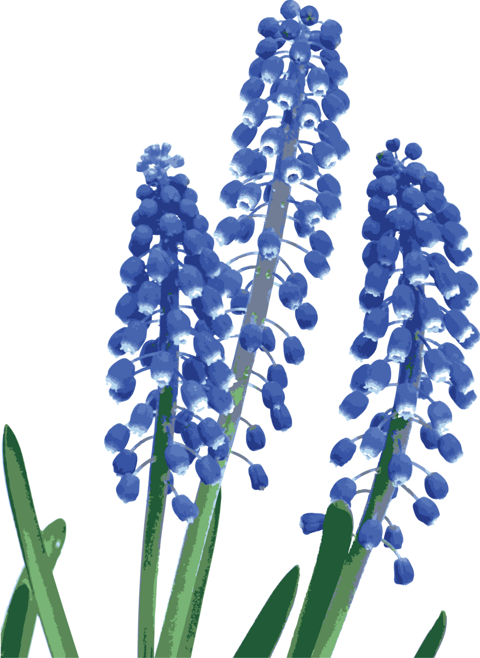 Bluebonnet always remember gala voices center for resilience clipart background