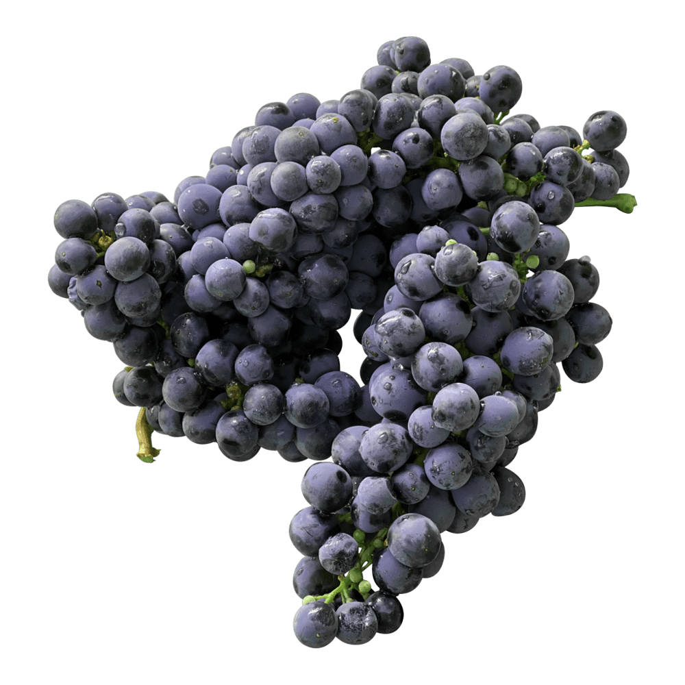 Zinfandel grape images hd photo clipart