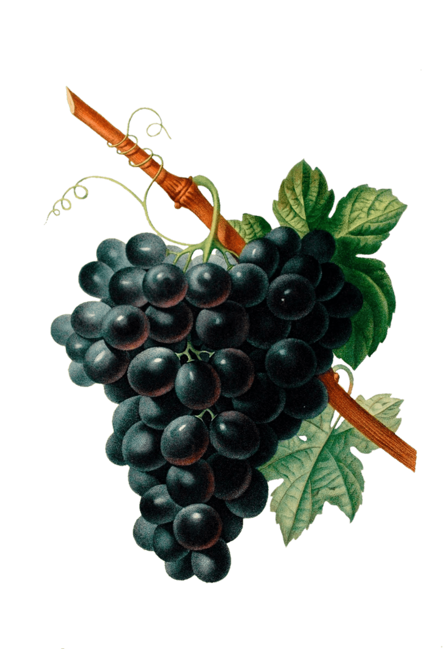 Fruit grape vintage old photo pictures clipart