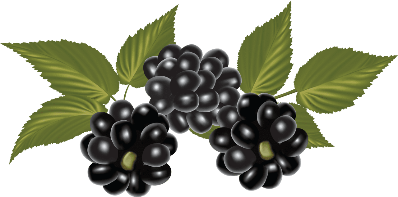 Grape blackberry clipart transparent