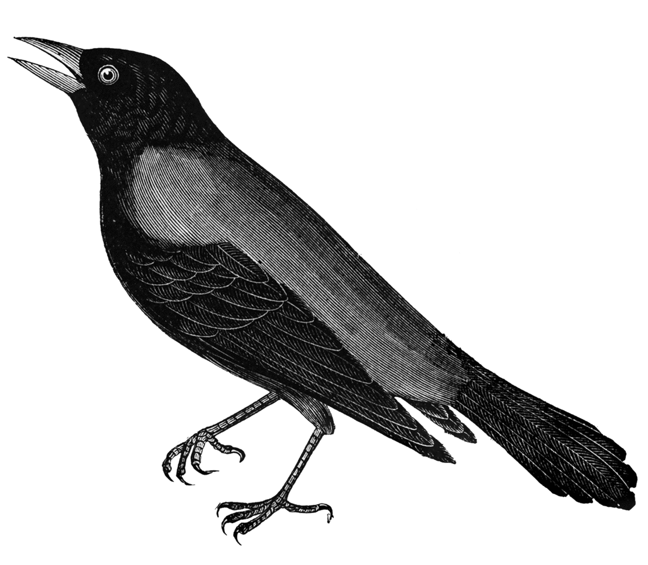 Crow pin page clipart clip art