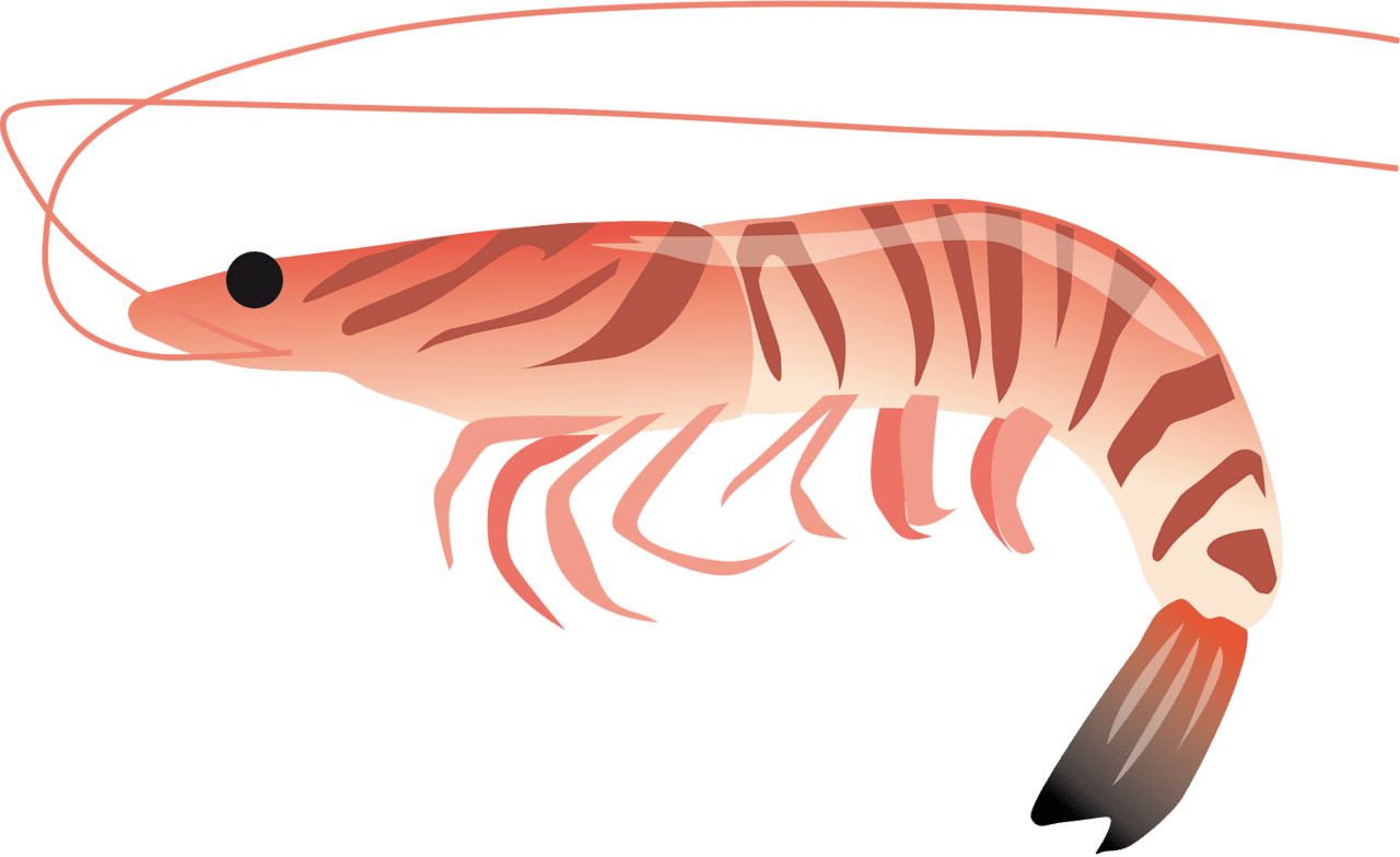 Shrimp vector clipart images 6